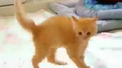 Funny kitten so cute video#shorts#cats#dogs