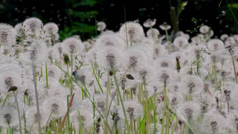 The movement of plants relaxes you