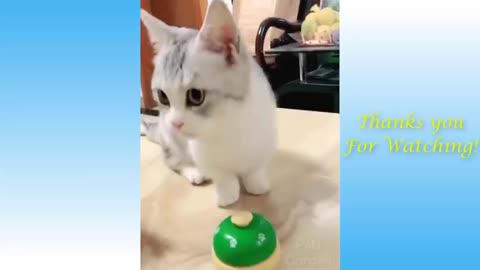 CuTe pets and funny Animais compilation