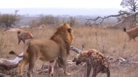 Hyena's Incredible Survival: Defying the Lions🦁💥