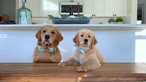 Dog Reviews Food With Son