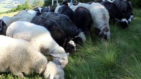 Flock of sheep in mountain