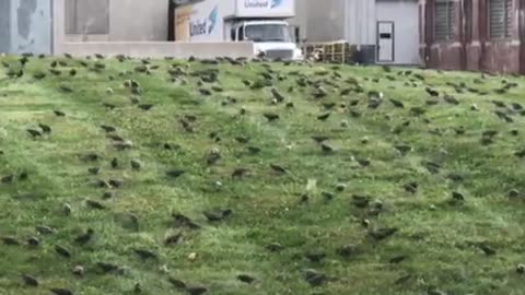 flock of starlings