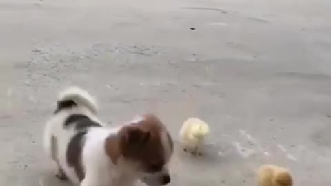 So Cute Hen and dog | Cute puppy, 😘 Omg So Awesome 😍