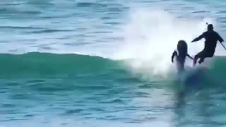 Dolphins push a man off of a board 😳