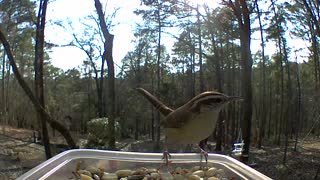 chirping Carolina wren
