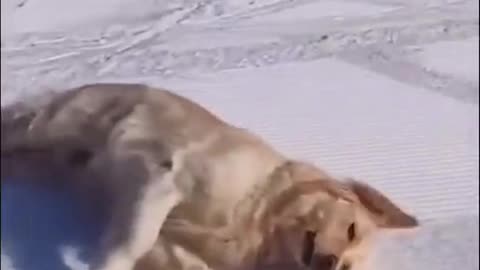 Cute dog playing in snow