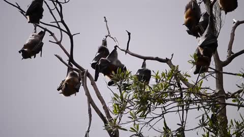 Bats Hanging On Branches