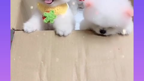 Funny dogs