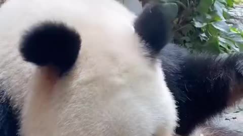 Panda food
