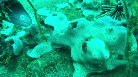 This artificial reef is home to a button-eye eel