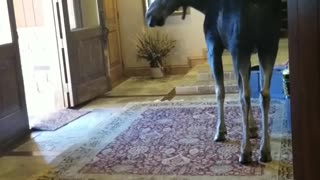 Moose Invades House