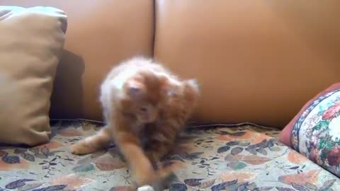 cute kitten 😺 playing herself.