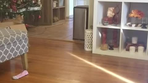 Siamese Cat Learns to Fetch!