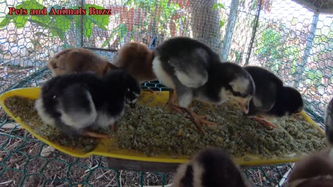 Making chick starter feed