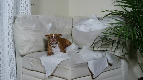 Bad dog ripping up white couch in modern home