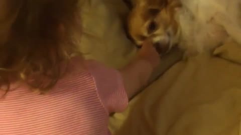 Toddler gives priceless response to sneezing Chihuahua