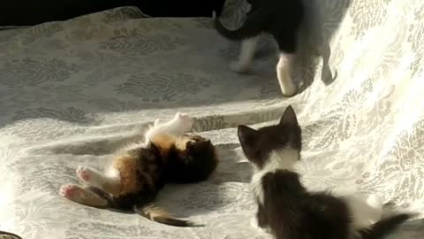 Baguncinha dos gatinhos.