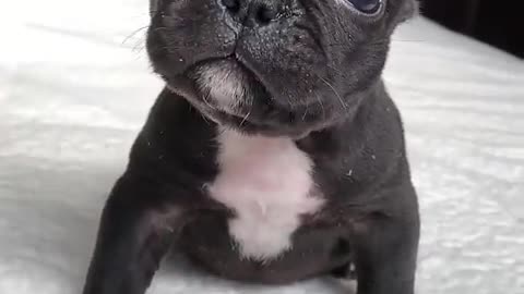 Guta is the cutest puppy -- _shorts _frenchbulldog