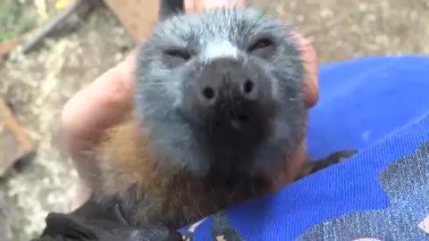 Young Rescued Bat Squeaks While Being Tickled