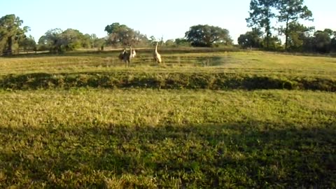 Mating Ritual Of Sandhill Cranes