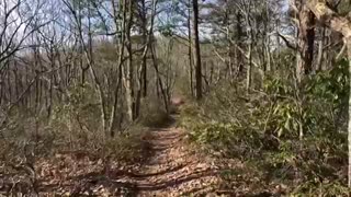 Hawks 2019 NOBO Appalachian Trail-Day 32