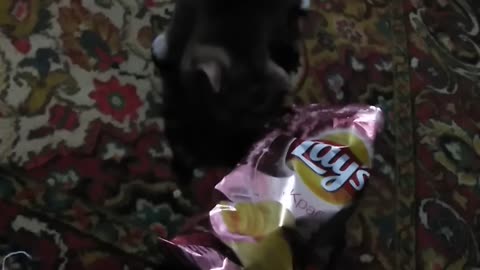 kitten tries to find chips