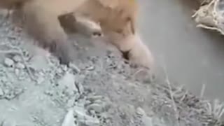 Golden Retriever Puppy Saved From Falling in Water