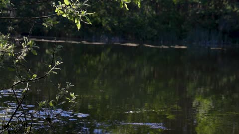 Dragonflies Flying over a Body of Water