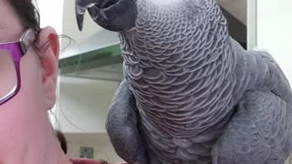 Amorous parrot tries to make babies with his owner