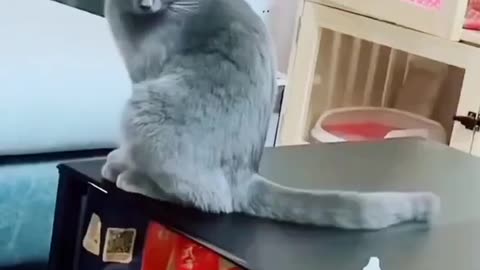 Funny cat 😺😺😺 funny video