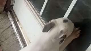 Let me in? Let me in!