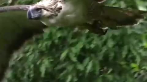 See this unique footage of a Philippine Eagle baby in vulnerable circumstances grow up.