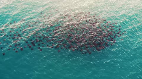 Overhead View of Mobula Rays Swimming