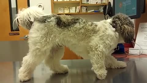 Perro se queda petrificado cuando va a la veterinaria