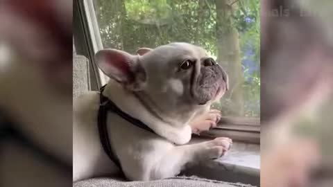 Funniest Dogs and Cats Awesome Funny Pet Animals Videos