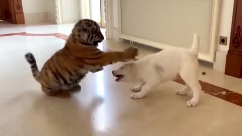 Fake Tiger 🐯Prank to 🐶 Dog.