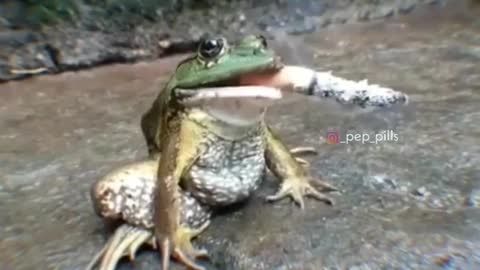 The frog having cigarette 🚬🧐🙄