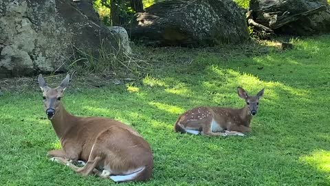 Deer / fawn NW NC at the Treehouse 🌳 Lady and Scamp waiting for us after grocery shopping