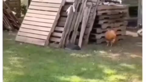 gallo vs perro - gallo hace correr a un perro