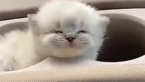 Funny and cute cats❤️