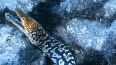 The Venomous Moray