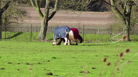 Les races issues de l'espèce chevaline sont nombreuses et variées