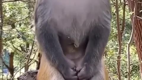 Monkey ne lover ke saat