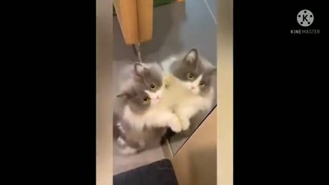 OMG These Cats Are So Cute And Beautiful | Viral Cat