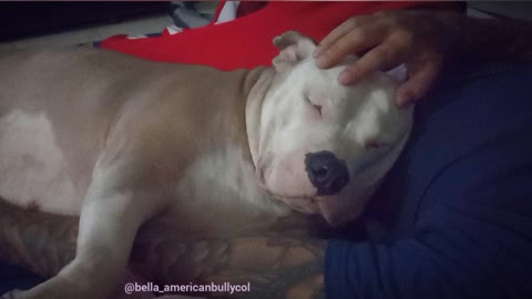 🥰 Cute Sleepy Pitbull Cuddles 🤩 #americanbully