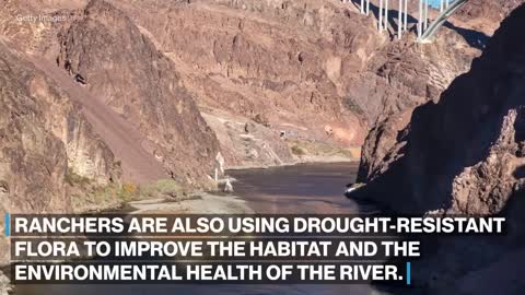 The Colorado River is one of the country's most endangered rivers l ABC News
