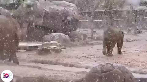 Elephants play in snow