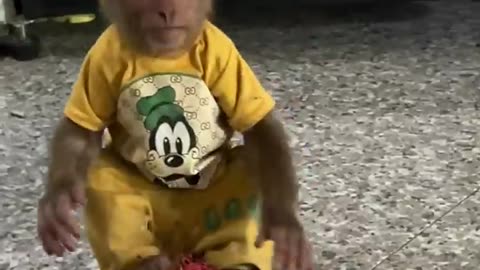 so funny ! Clever cutis monkey steals mom's fruit #babymonkeycutis#shortsvideo