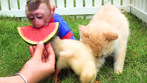 Satisfying video Cute Monkey animals - Zoey Monkey Play chess With Kitten